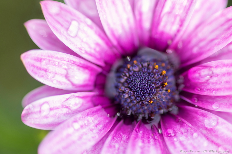 daisy, petal, plant, purple, beauty In Nature, close-up, shot, single Flower, macro, 5K, flower, summer, nature, focus, osteospermum