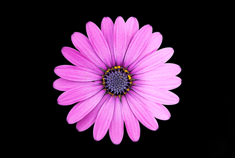 indoors, Dark background, fragility, 2K, flowering plant, beauty in nature, pink color, freshness, close-up, studio shot, no people, osteospermum, flower