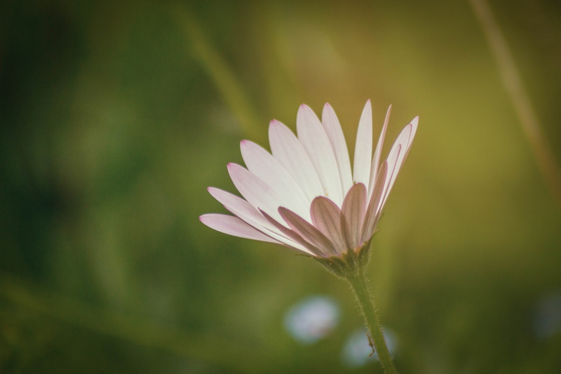 focus, beauty In Nature, petal, Spring, photo, selective, outdoors, daisy, selective focus, closeup, nature, summer, bokeh, Osteospermum, plant, garden