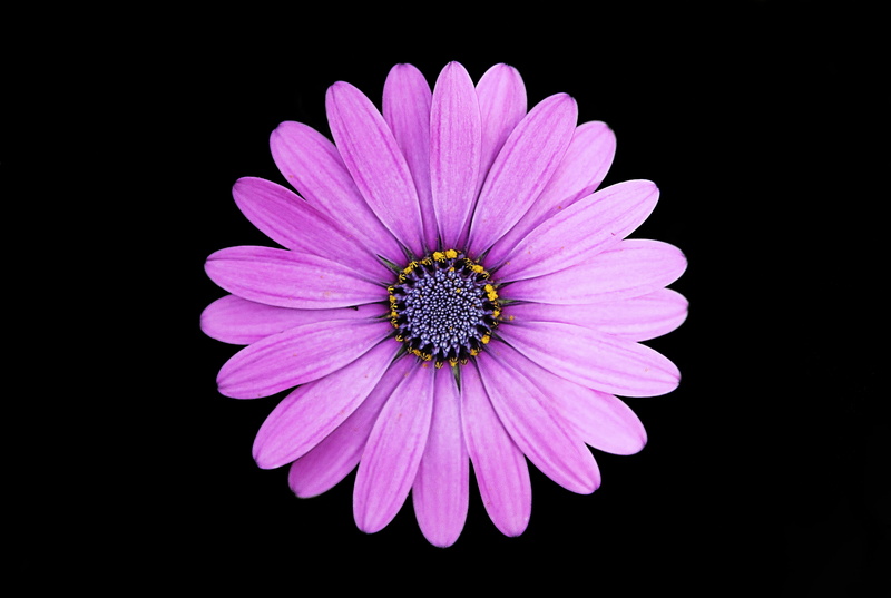 naturaleza, top, no people, photo, pollen, topdown, plantum, detail, velloritum, margaritum, indoors, pascuetum, inflorescence, black background, flower head