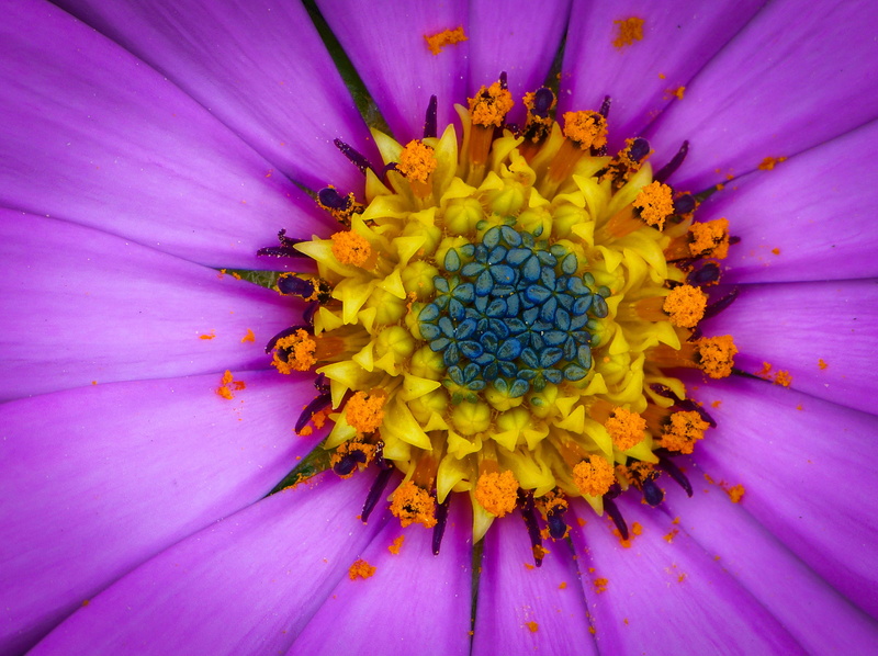 plant, hdr, shallow focus, purple, summer, close-up, flower, vivid, osteospermum, yellow, plants, petal, shallow, focus, flower Head, Light my fire, 2K