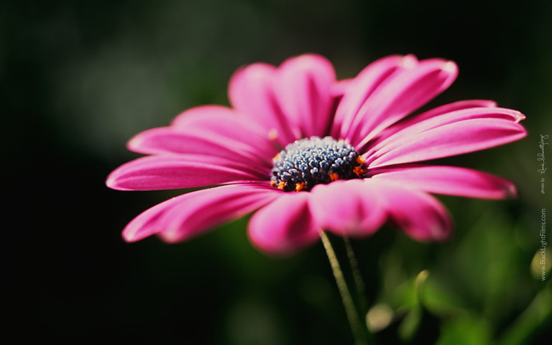 pink color, nature, 720P, petal, fragility, beauty in nature, flowering plant, no people, inflorescence, growth, osteospermum, flower, pollen, outdoors