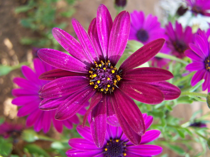 pollen, plant, vulnerability, inflorescence, flowering plant, osteospermum, 2K, purple, fragility, close-up, beauty in nature, petal, freshness, day, flower head
