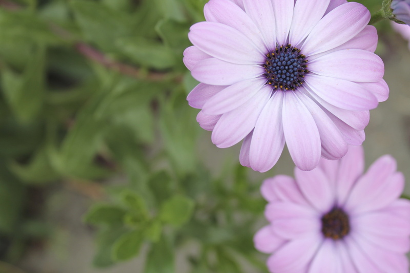 macro, freshness, pink color, 4K, nature, flowering plant, day, petal, flower, close-up, fragility, growth, purple, beauty in nature, osteospermum, plants