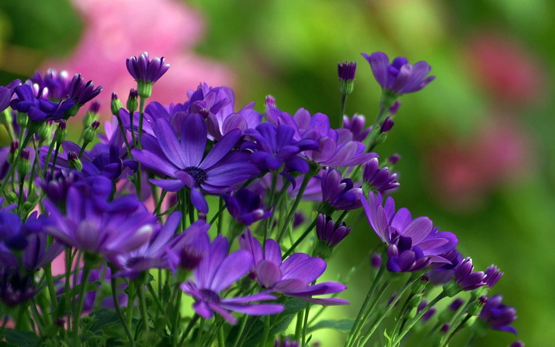 no People, inflorescence, green, softness, focus on foreground, leaf, green Color, osteospermum, selective focus, grass, blossom, flowerbed, garden, formal Garden