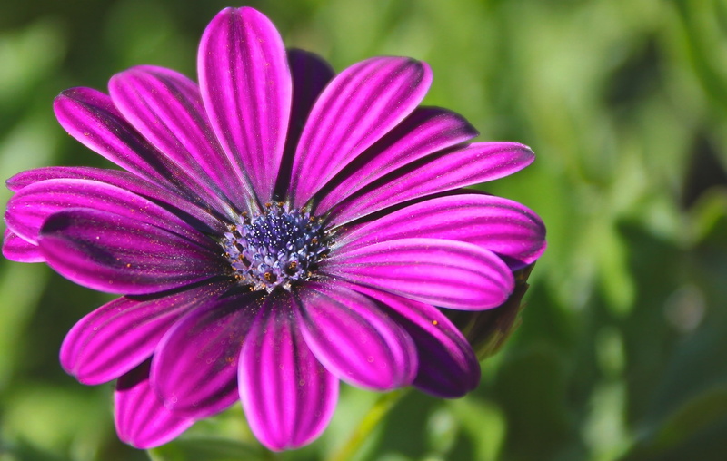 nature, beauty in nature, pink color, purple, pollen, focus on foreground, flower head, flower, growth, vulnerability, freshness, inflorescence, close-up