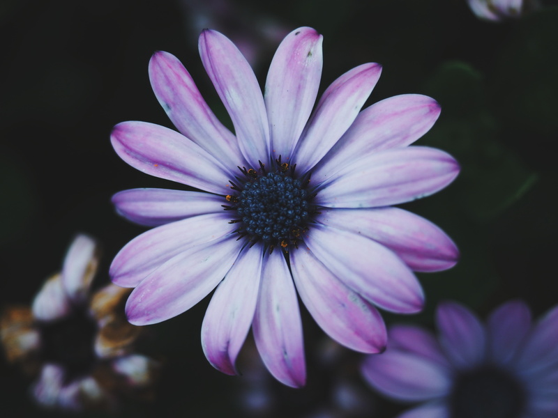 inflorescence, flower, flowers, vulnerability, osteospermum, nature, 4K, selective focus, purple, plant, day, flowering plant, close-up, freshness, growth