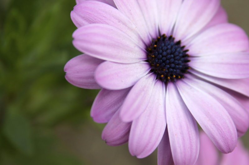 flower, fragility, no people, inflorescence, osteospermum, plant, plants, petal, vulnerability, nature, macro, close-up, focus on foreground, pollen, 4K