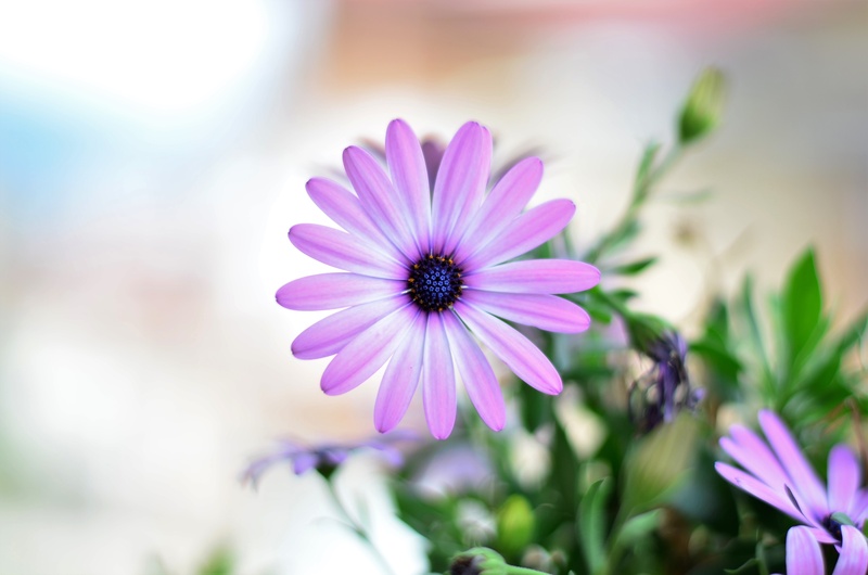 macro, purple flowers, summer, vivid color, macro chichewa, selective focus, purple, closeup, fragility, pink, flowering plant, osteospermum, flower, vulnerability