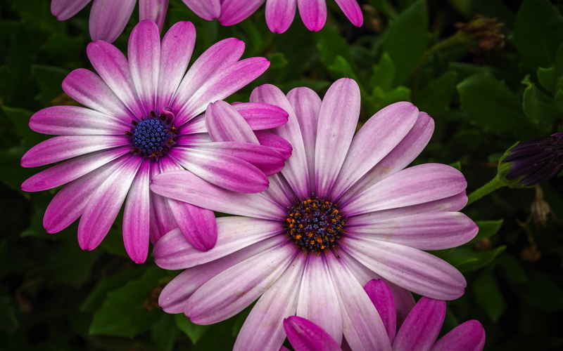 petal, inflorescence, purple, phone, freshness, pink color, nature, close-up, fragility, beauty in nature, flower, pink, daisy, flower head, vulnerability