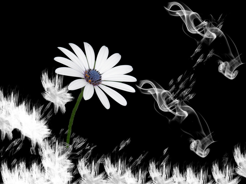 nature, smoke, modern, white, vulnerability, fragility, pollen, osteospermum, close-up, glowing, deep, floral, lachine, inflorescence, fantasy, night, no people