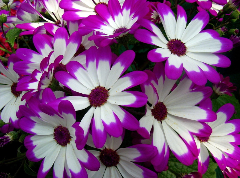close-up, petal, full frame, flowerbed, bright, yellow, purple, pollen, outdoors, single Flower, season, vulnerability, multi Colored, pink Color, cineraria