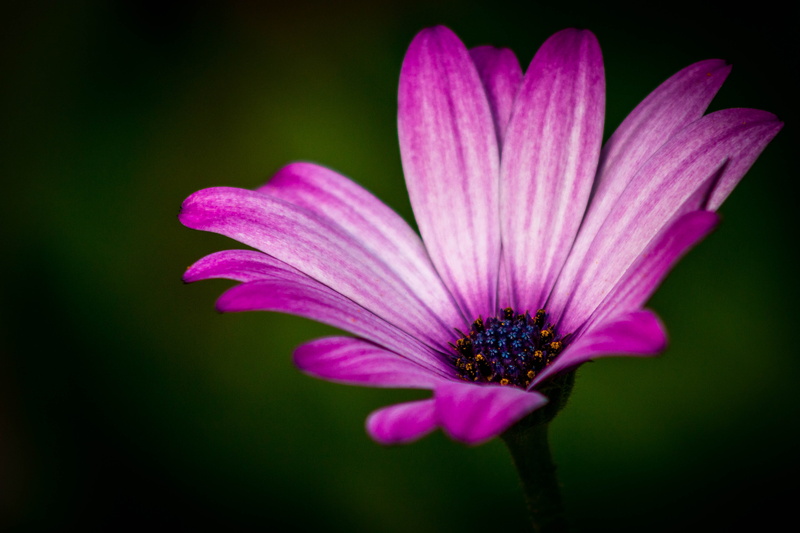 beauty In Nature, flower, petal, Osteospermum, close, summer, macro, pink, plant, garden, photography, nature, bokeh, art, closeup, close-up photography