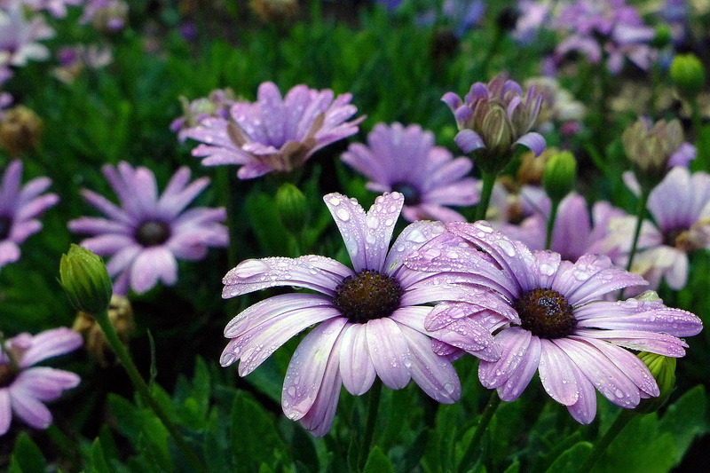 south, nature, africa, cover, annual, springtime, vulnerability, arctotis, purple, cape, plant, freshness, purple flower, daisy flower, petal, flower, african
