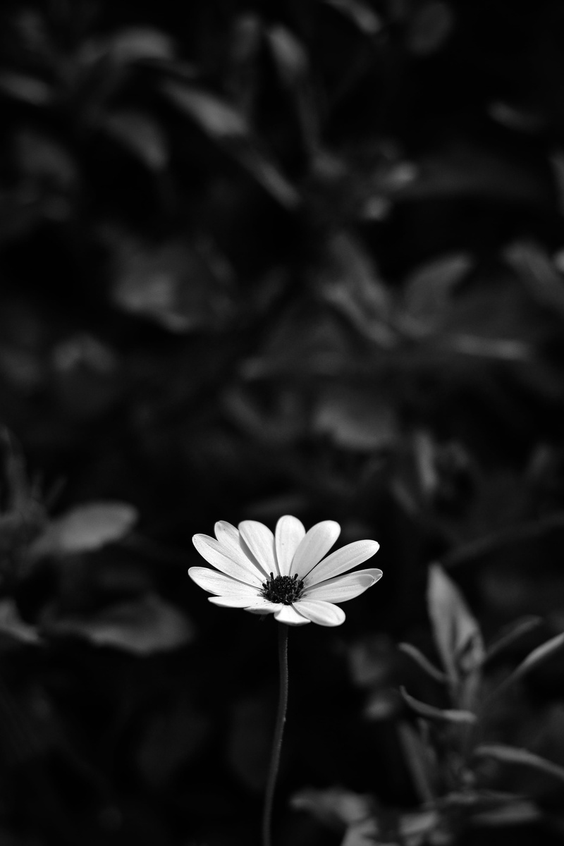day, flower head, osteospermum, plant, inflorescence, pollen, fragility, growth, outdoors, beauty in nature, flower, flowering plant, no people, vulnerability