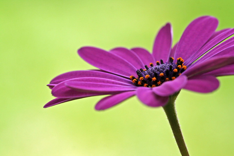 green  orange, wow, flower, close-up, f25, african daisy, beauty In Nature, apex, macro, top, shallow focus, focus, petal, magenta, shallow, purple, plant