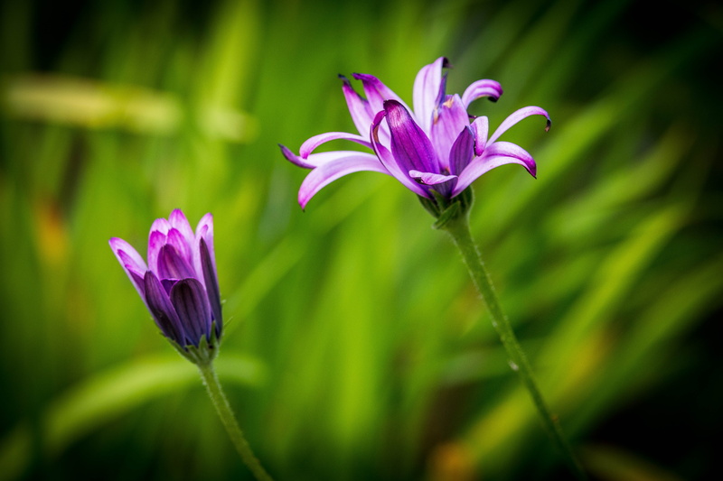 purple, petal, close-up, summer, beauty In Nature, selective, flowers, flower, petaled, Last Summer, focus, canon  eos  70d, green Color, pink Color, photography