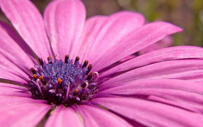 1080P, osteospermum, flower, pink, flowers, hd, wide
