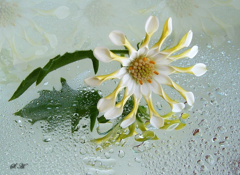 freshness, white color, white flower, horticulture, foliage, cultivated, blossom, fragrant, elegance, relax, growth, bud, beauty in nature, yellow, color