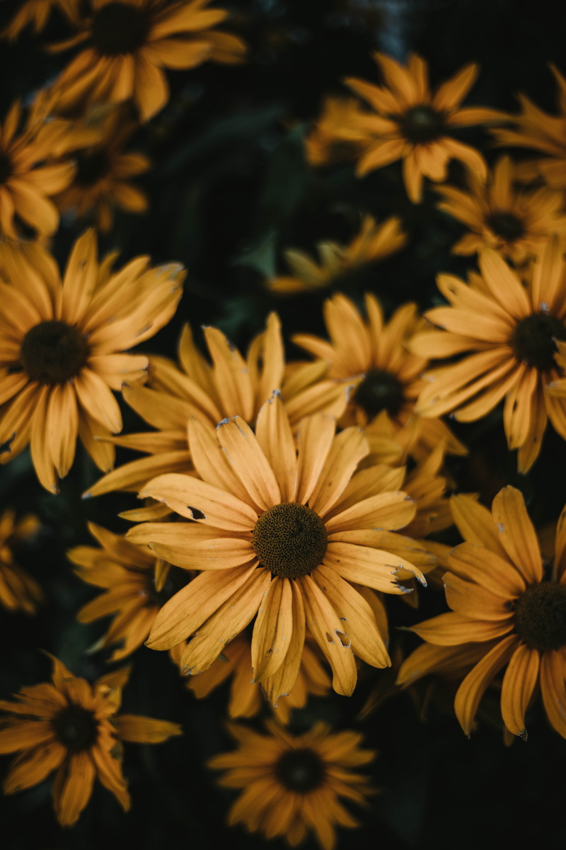 black-eyed susan, petal, pollen, no people, growth, fragility, vulnerability, flower head, close-up, flower, 5K, plant, botany, beauty in nature, blossom