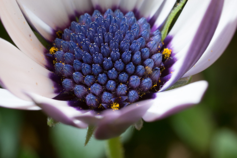 single Flower, season, botany, blossom, summer, purple, outdoors, green Color, flowering plant, beauty In Nature, vibrant Color, leaf, 2K, fragility, pond