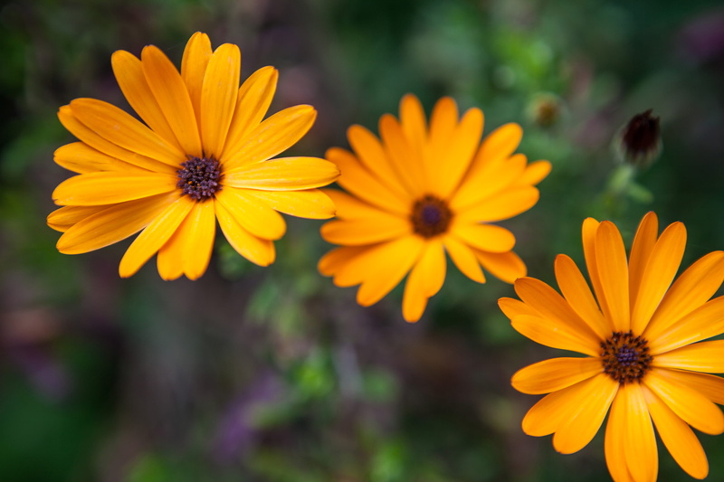 freshness, flower, outdoors, pollen, yellow, close, growth, summer, Close up shot, inflorescence, 4K, fragility, coneflower, daisy, nature, no people