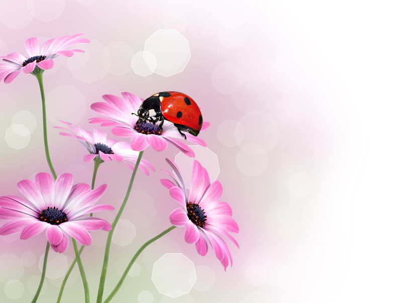 vulnerability, animal, macro, animals in the wild, butterfly - insect, bumblebee, pink color, springtime, osteospermum, red, invertebrate, pollination