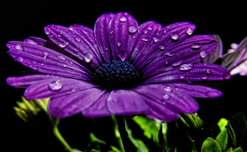osteospermum, purity, vulnerability, outdoors, springtime, plant, black background, flower head, wet, pollen, inflorescence, beauty in nature, growth, no people