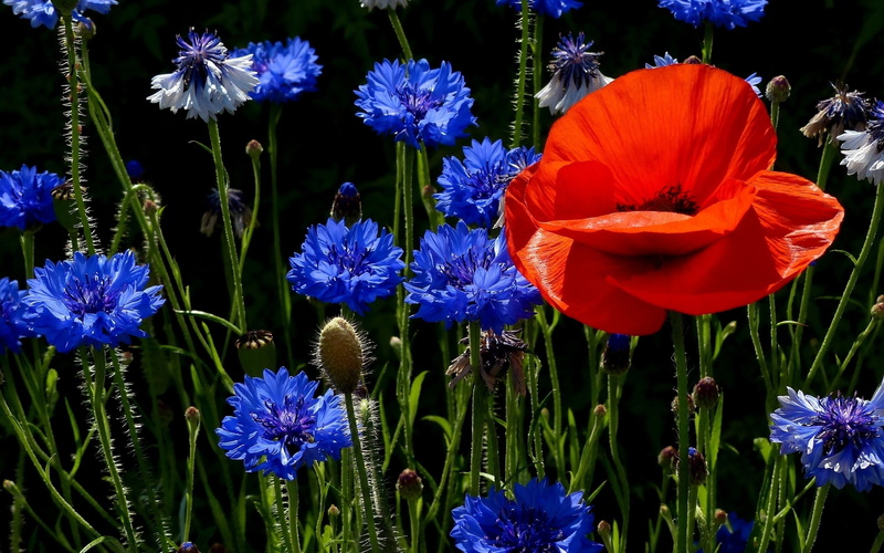 2K, meadow, poppies, cornflowers