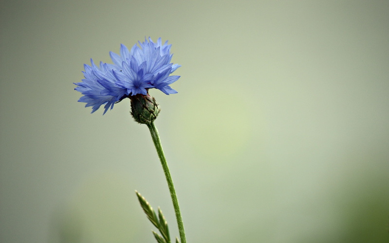 flower, petaled, blue, 1080P, cornflower