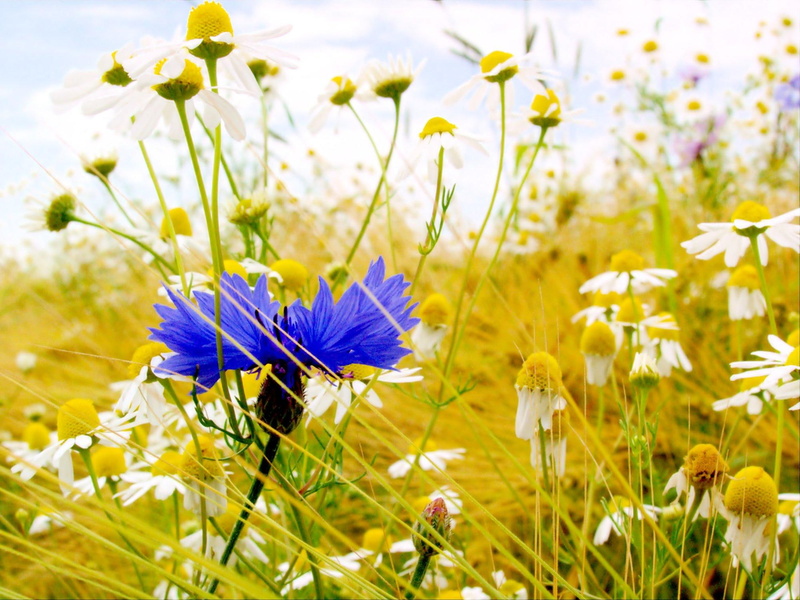 cornflower, flowers, nature and landscapes, 1080P, fields, nature