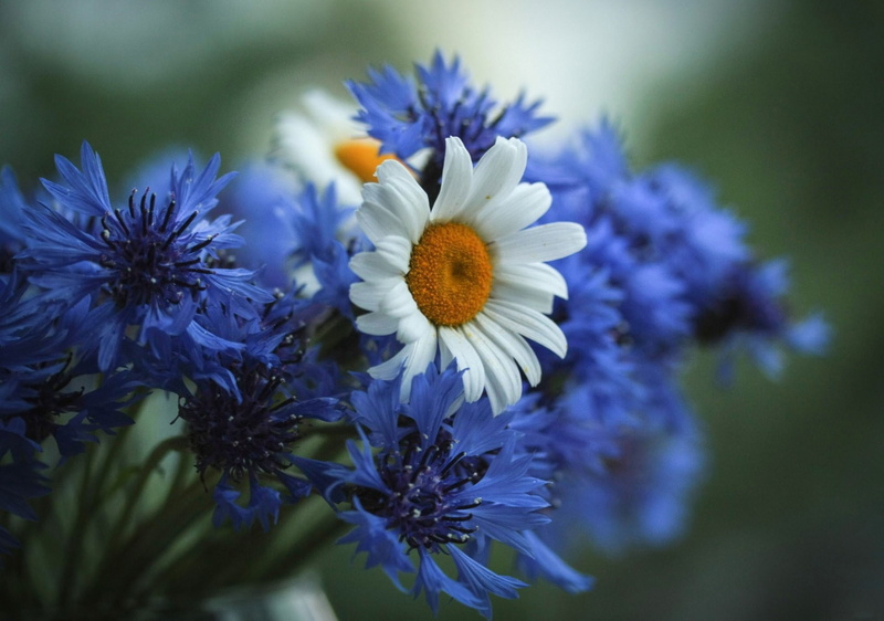 purple, petaled, field, flowers, flower, daisies, 1080P, daisy, cornflowers, white