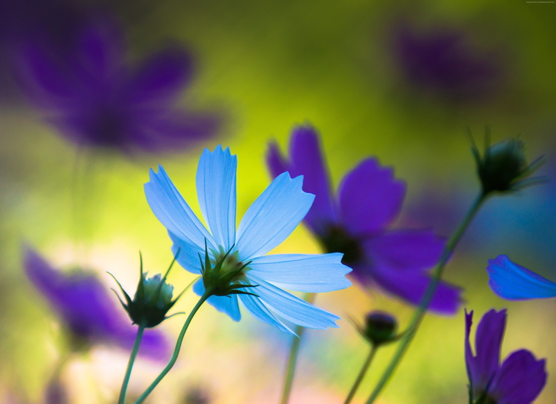Cornflowers, 4K, blue, 4k