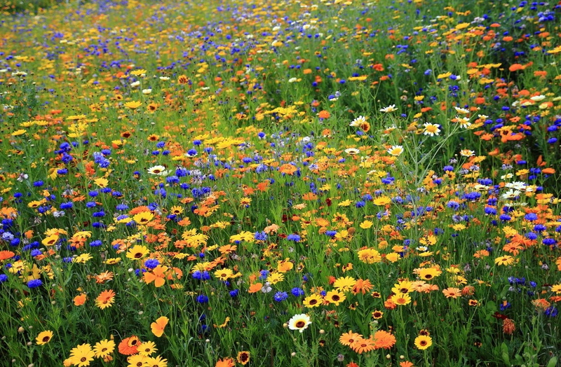 flowers, meadow, choice, beauty In Nature, petal, growth, field, yellow, abundance, formal Garden, close-up, variation, colors, botany, flowerbed, backgrounds