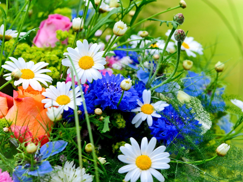 2K, Daisies, Blue, White, Cornflowers, Flowers