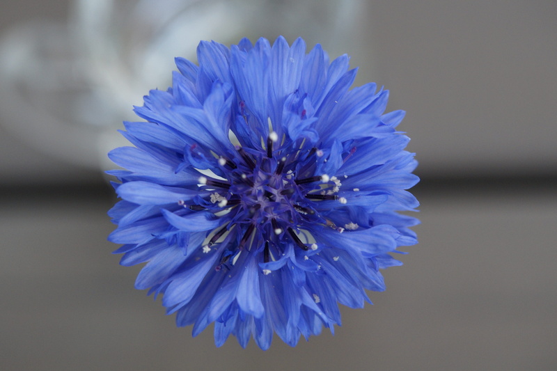 petal, 5K, flower, cornflower, blue flower, blue, outdoors, Blue, Blue, plant, flower head, growth, Bloom, no people, wild flower, Cornflower, fragility