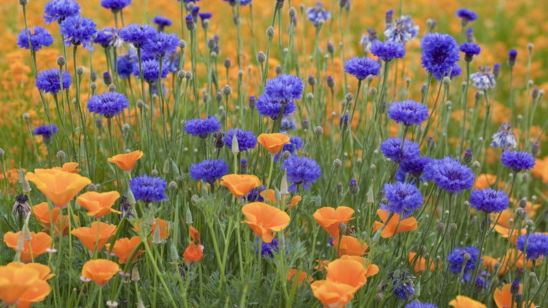 field, blue, multi Colored, backgrounds, vulnerability, 1080P, grass, red, meadow, leaf, pink Color, rural Scene, purple, no People, blossom, season, tulip