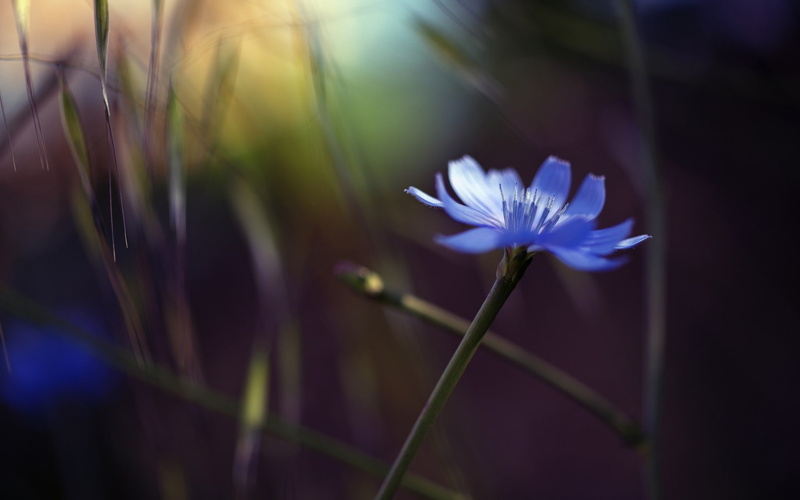 purple, 1080P, Cornflower, multipetaled, Flower, Blue, Bokeh, Glare, Single