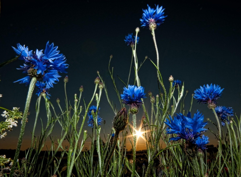 lavender, outdoors, rays, growth, cornflowers, flowering plant, flowers, flowerbed, flower Head, sun, rural Scene, petaled, wildflower, color Image, cornflower