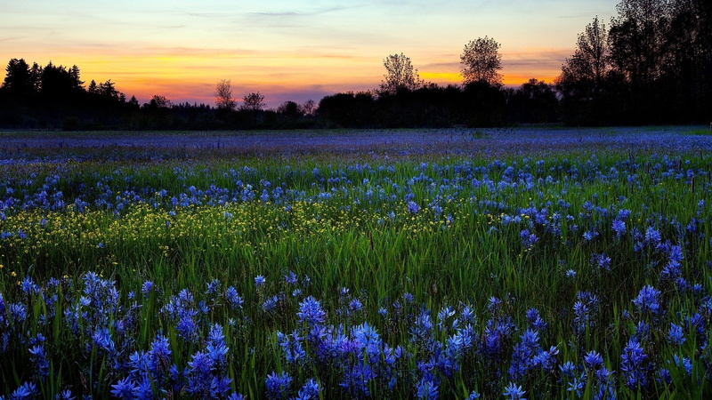 field, flowers, nature, hd, cornflower, 1080P
