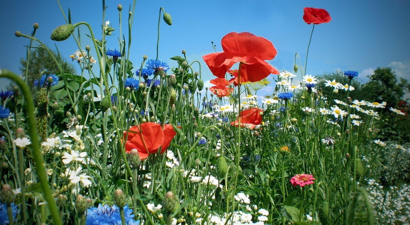 outdoors, vibrant Color, no People, cloud - Sky, inflorescence, growth, poppies, poppy, springtime, green Color, day, sunlight, flowerbed, rural Scene