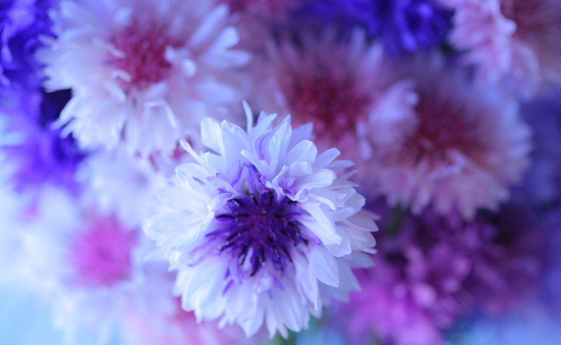 inflorescence, growth, cornflowers, full frame, beauty in nature, pink, petal, flower head, flowering plant, close-up, white, Cornflower, selective focus