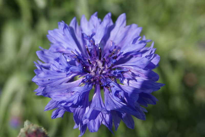 petal, formal Garden, leaf, focus on foreground, sunny, nature, wildflower, flower Head, macro, freshness, beauty In Nature, springtime, 4K, purple, growth