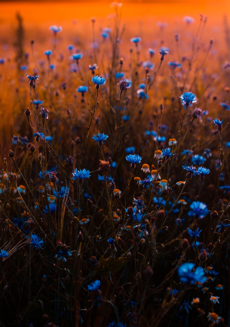 color, field, flowers, plant, grass, flower, purple, 5K, coloring, tranquility, freshness, outdoors, nature, mother nature, growth, photo, garden, buds