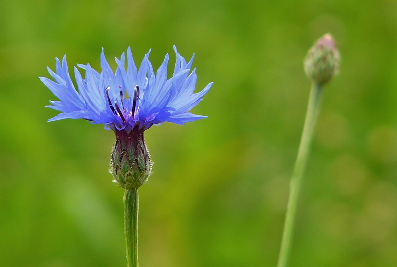 blossomed, springtime, pollen, botany, flowering plant, outdoors, in bloom, wild flowers, bloom, inflorescence, flowers, herb, day, blue, summer, flower