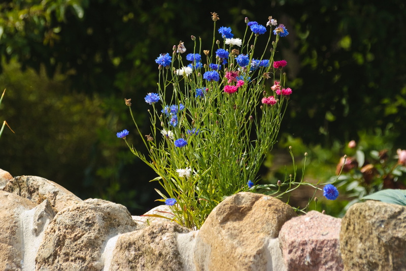stone dike, close-up, summer, no people, day, blue, freshness, focus on foreground, solid, nature, 2K, green color, flowers, flower, centaurea cyanus