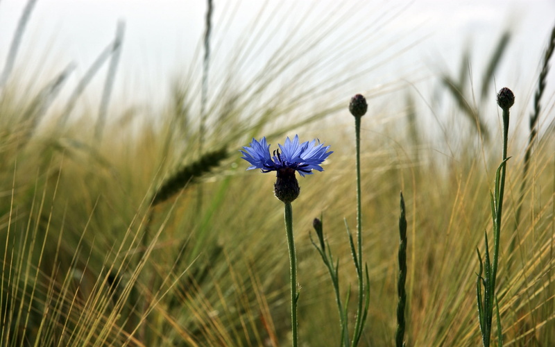 vibrant Color, nature, cereal plant, growth, sunlight, cornflower, season, grass, summer, day, botany, color Image, land, vulnerability, white, sky, fragility