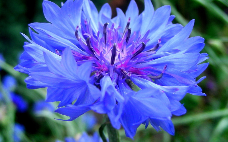 cornflower, greens, flower, centaurea, 2K, bluet, cornflowers, blue