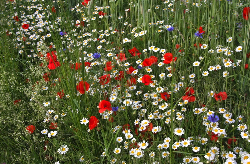 multi Colored, poppies, daisy, nature, rural Scene, inflorescence, white, meadow, season, outdoors, vulnerability, chamomile, field, no People, yellow