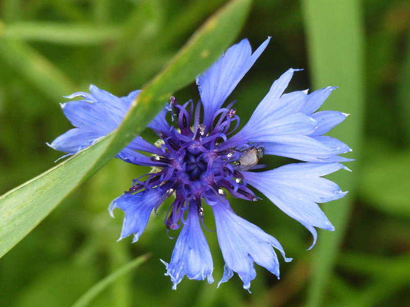 3d and abstract, simple, wild, blue, fields, cornflower, purple, 2K, flower